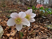 67 Ellebori (Helleborus niger)